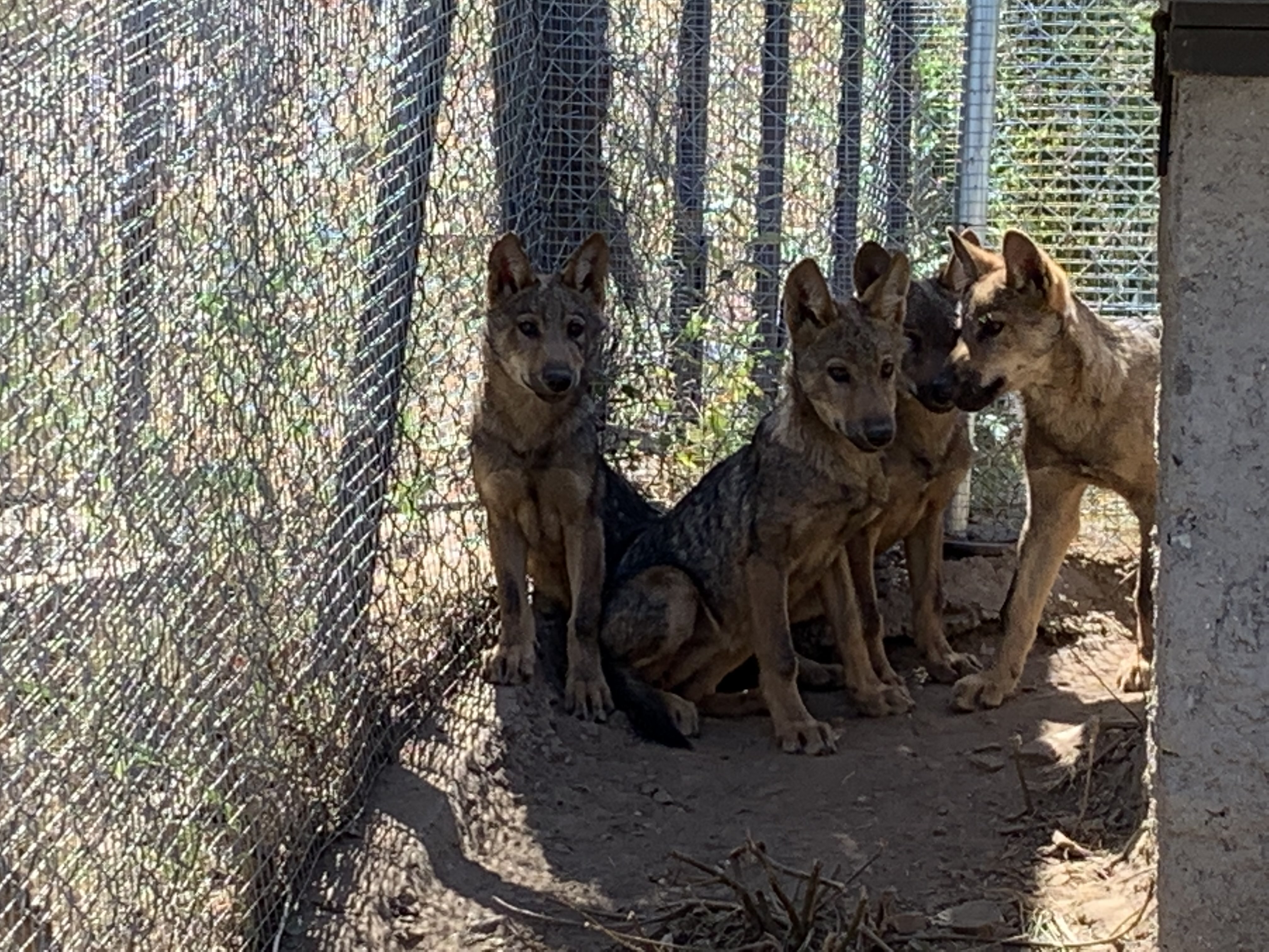 Los lobeznos, Sanabria, Tera, Mancha y Llagu, cumplen sus primeros meses de vida en el Centro del Lobo