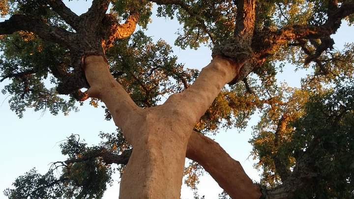Incendios forestales en el Amazonas y la lucha por la biodiversidad