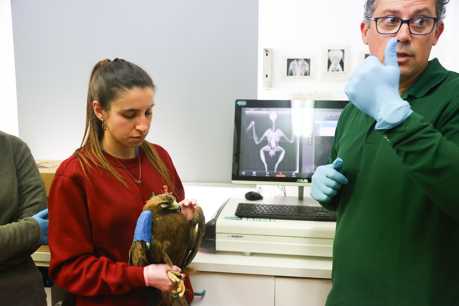 La Junta refuerza la atención a la fauna silvestre tras registrar más de 8.300 ingresos en la red de centros de recuperación en 2025