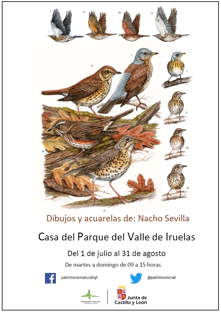 Dibujos y acuarelas de Nacho Sevilla