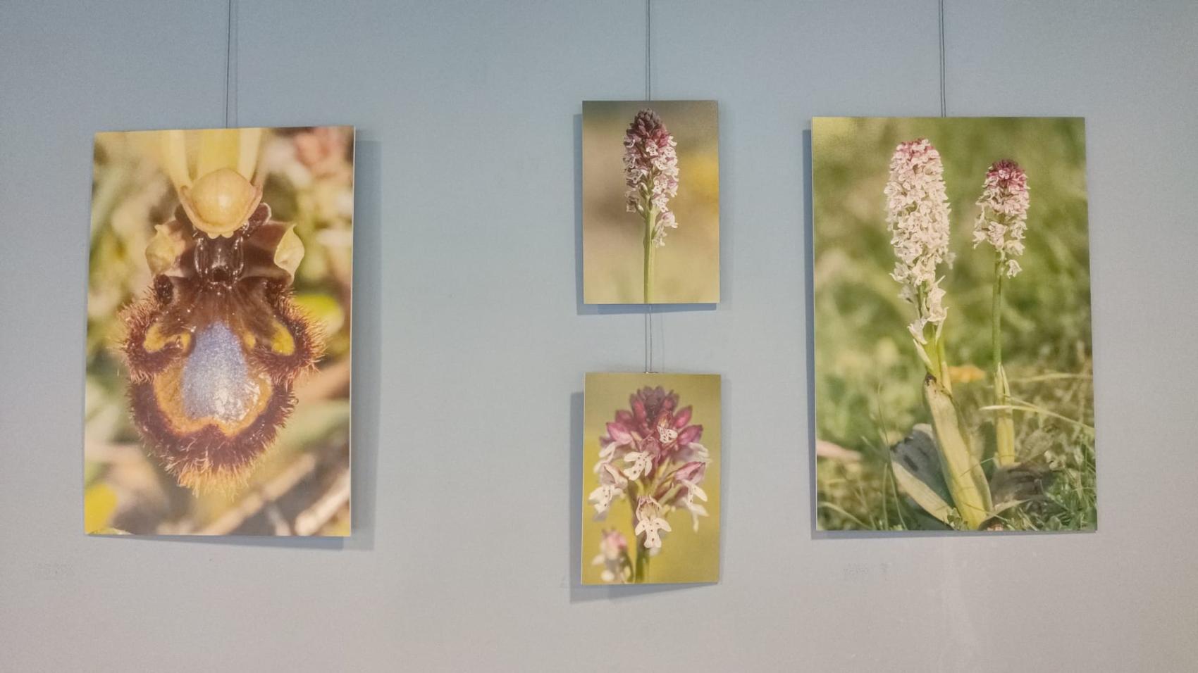 Exposición de fotografía: Orquideas silvestres de la Montaña Palentina