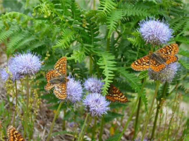Inmersión en la Naturaleza