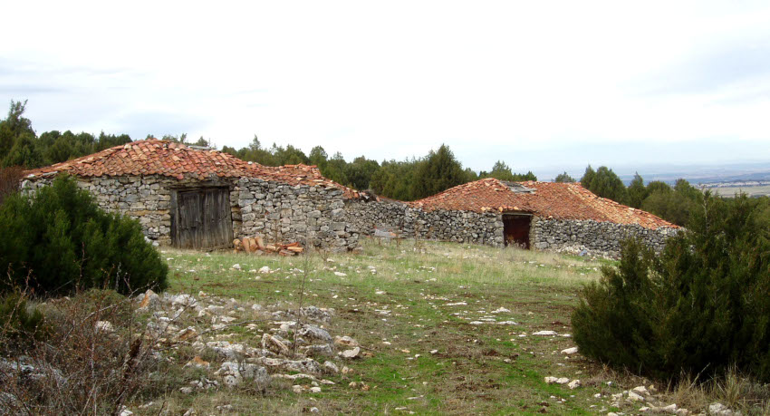 Ovejas y queso en las tenadas de Valdevacas