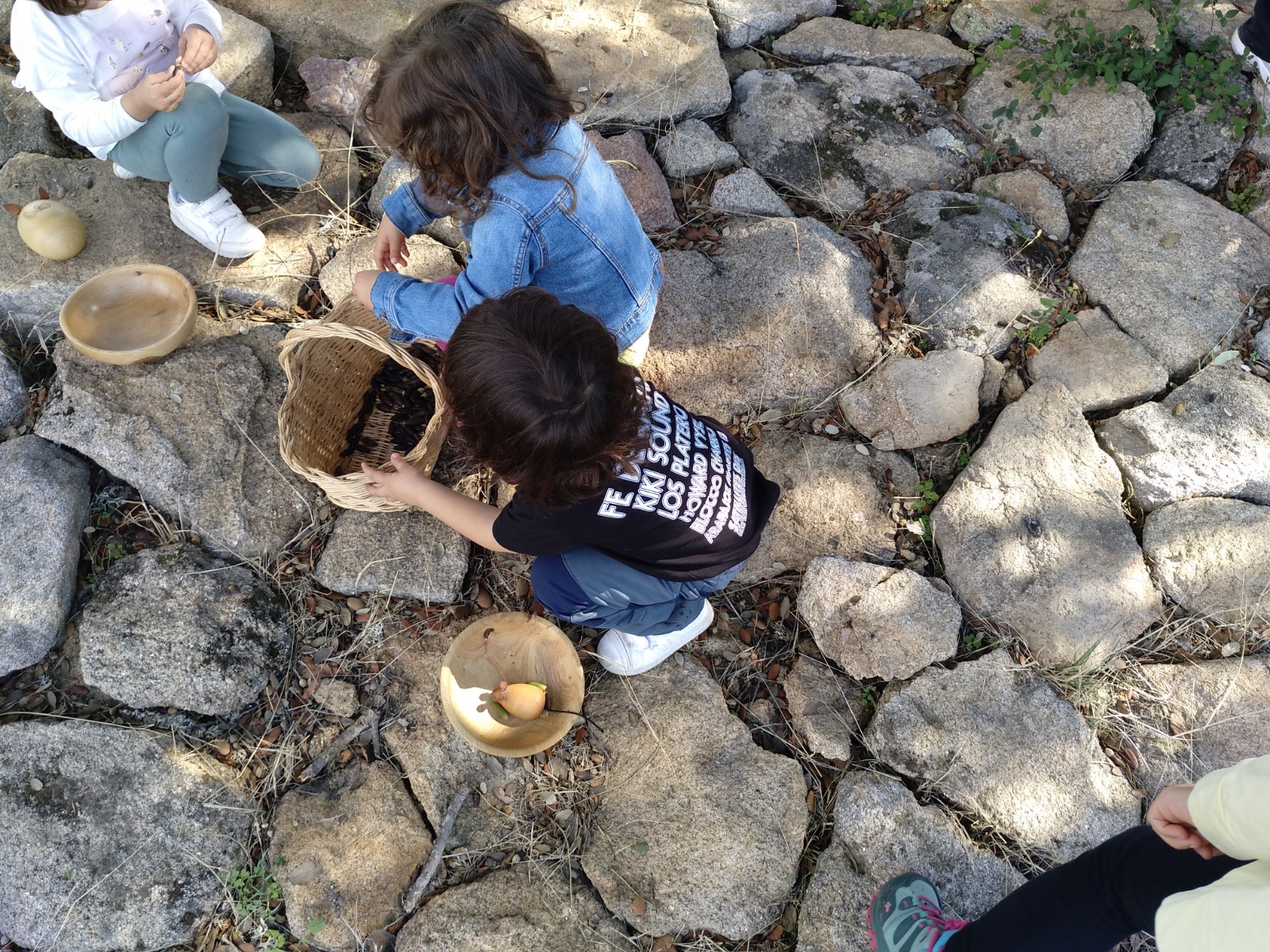 Recogida y plantación de bellotas en Sobradillo