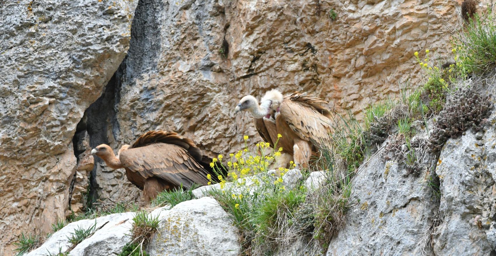 Taller Aves del Cañón