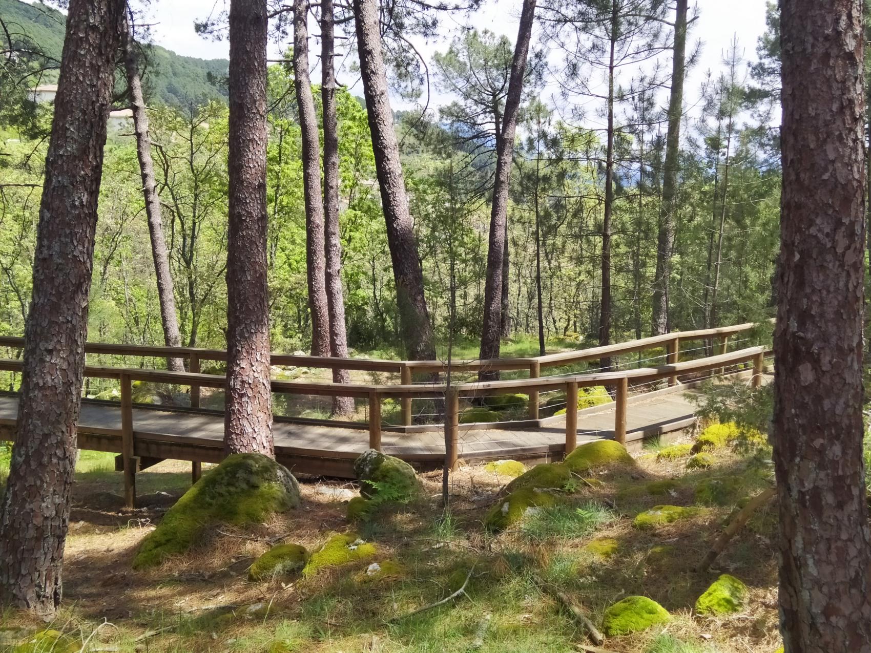 Bosques para reconectar con la Naturaleza