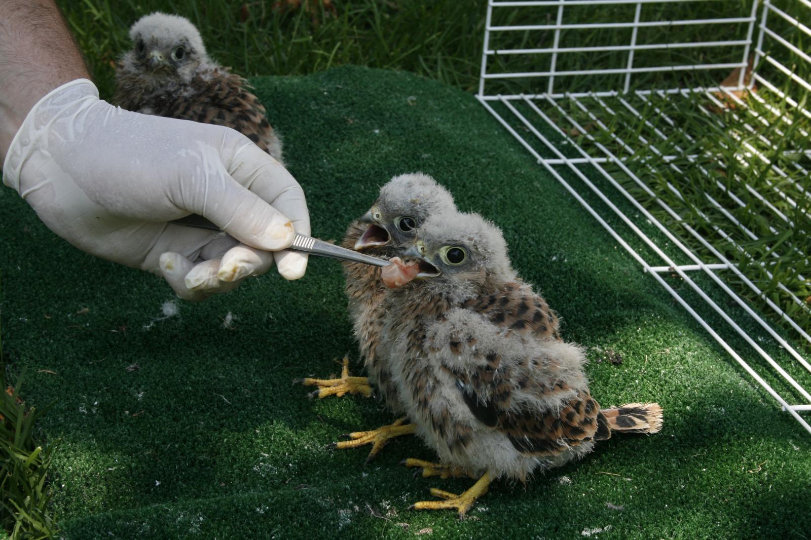 Más de 100.000 € para reformar y ampliar el Centro de Recepción de Fauna de Zamora