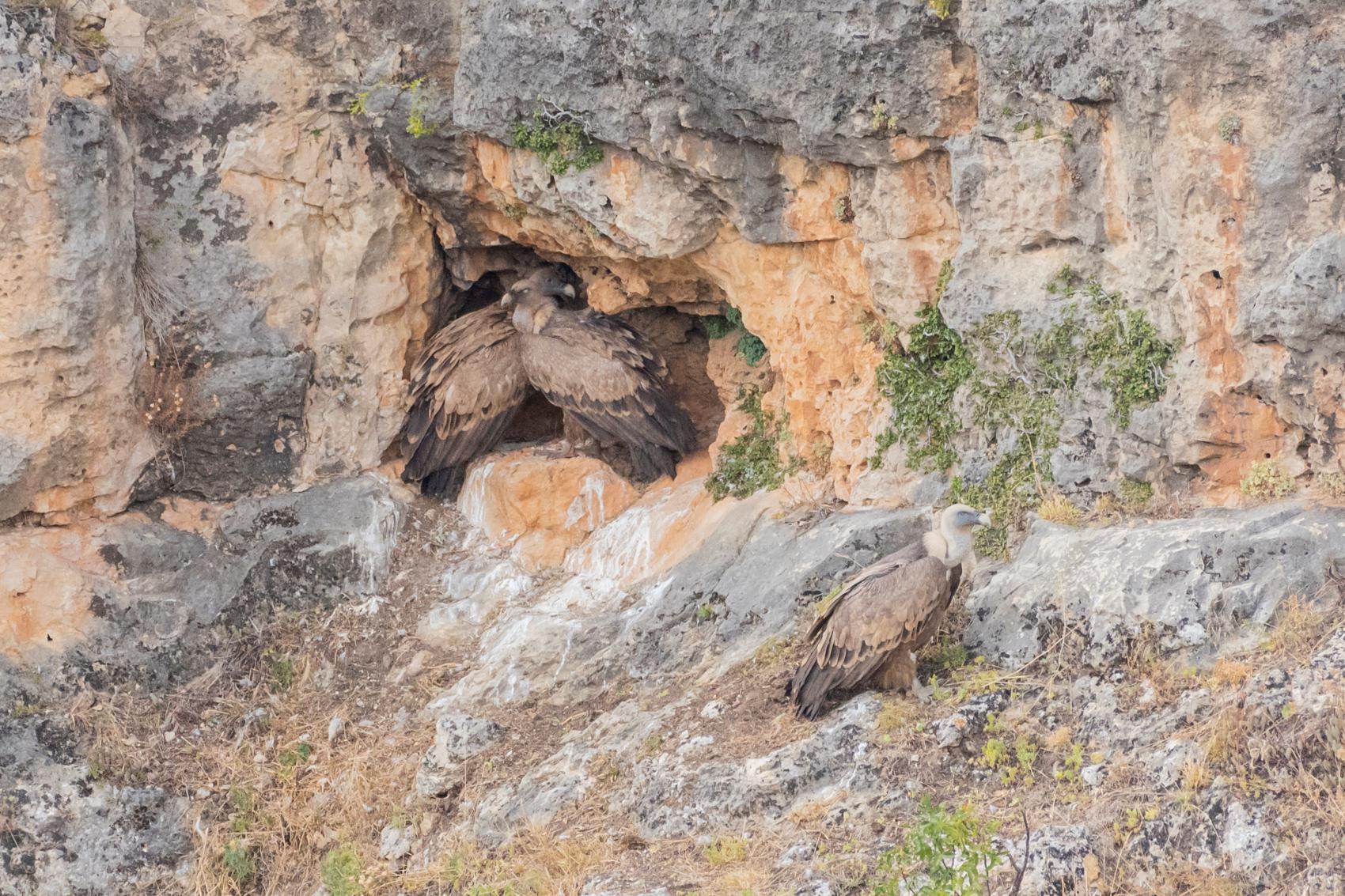 Observación de aves