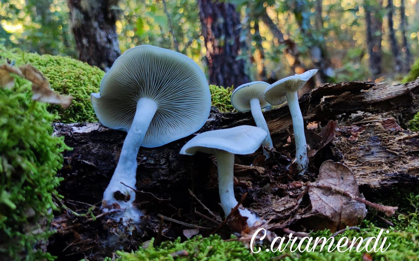 Curso básico de micología II