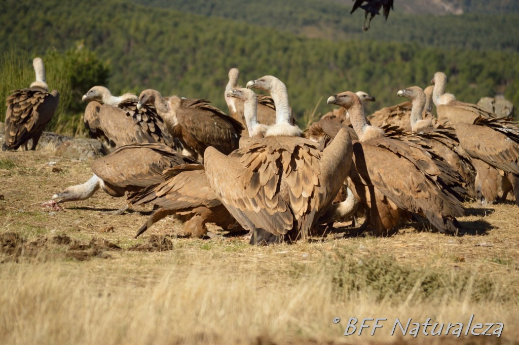 Taller Buitres. picos y plumas