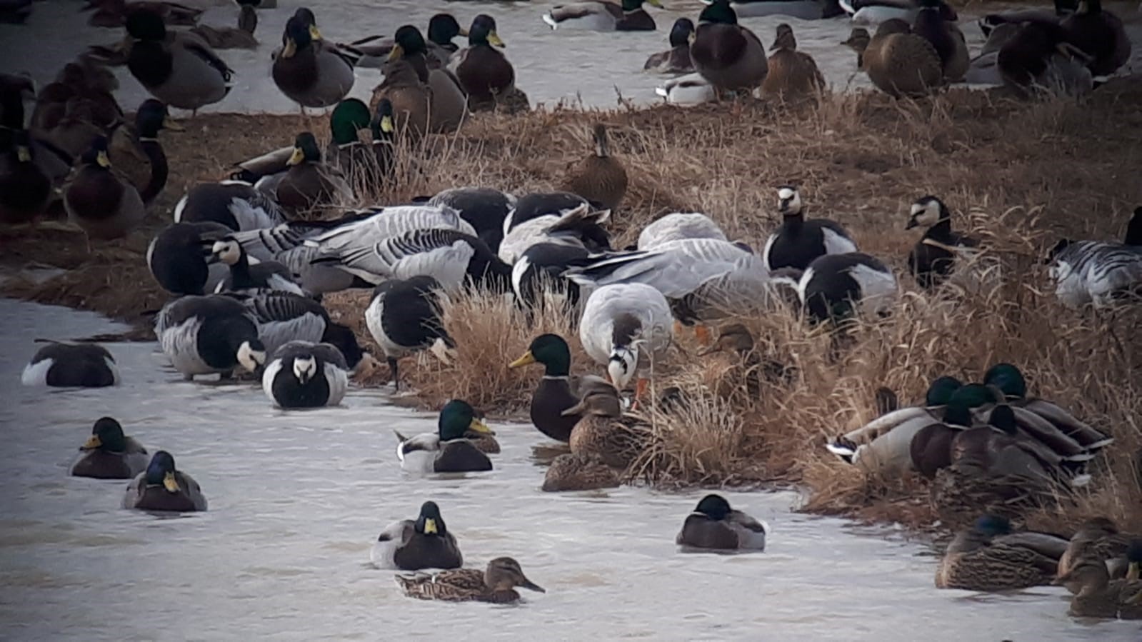 Jornada formativa sobre ornitología y turismo