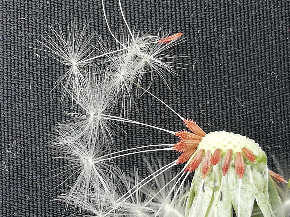 AGUDIZA LOS SENTIDOS: