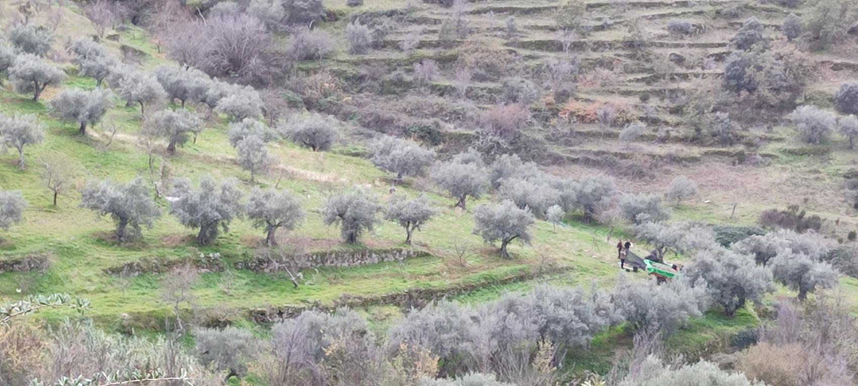 La importancia del aciete de oliva en la alimentación