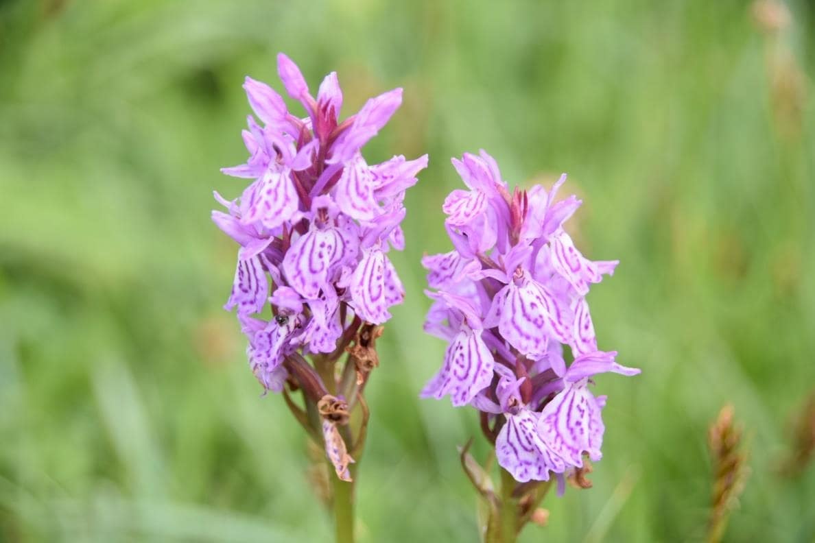 Descubriendo Orquideas