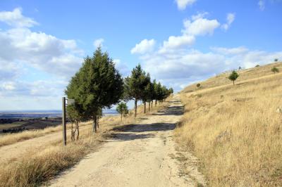 Día Internacional de los bosques ¡Vente a plantar!