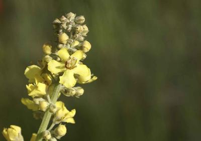 Ruta etnobotánica y taller de preparados con plantas