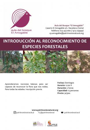 Introducción al reconocimiento de especies forestales