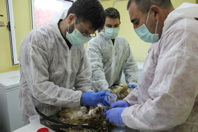 El Centro de Recepción de Fauna de Villaralbo atendió a 181 animales durante el pasado año