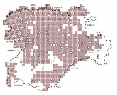 El último censo del lobo estima un aumento de la población en Castilla y León de un 20%  en la última década