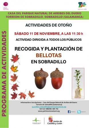 Recogida y plantación de bellotas en Sobradillo