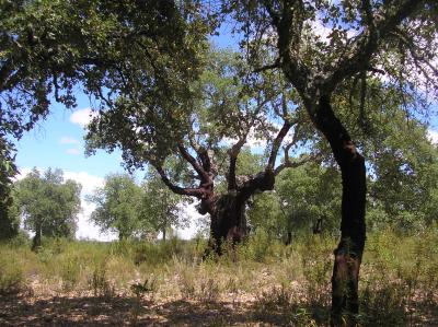 Con huellas y con historia: Hornos de Rieta La Encina