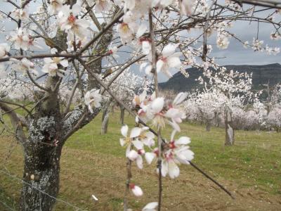 Las almendras en Navidad