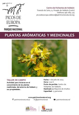 TALLER DE PLANTAS AROMÁTICAS Y MEDICINALES