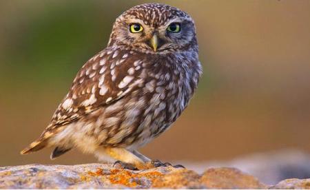 Taller de Aves Ojo Guareña