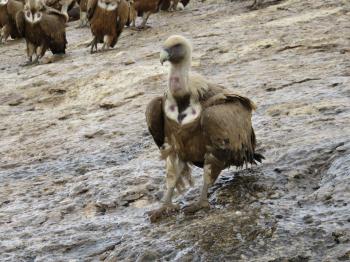 Castilla y León apuesta por el seguimiento de las especies de buitres más amenazados en la Comunidad para conocer su estado de conservación