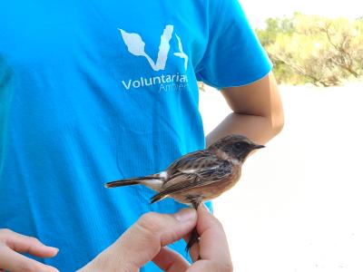 VOLUNTARIADO AMBIENTAL: Anillamiento Científico de Aves
