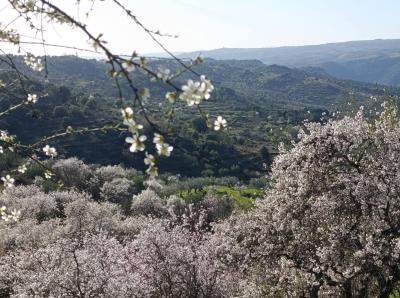 Donde el bosque toca el agua