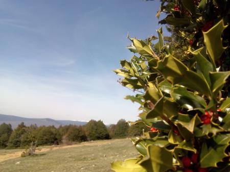 VOLUNTARIADO AMBIENTAL 