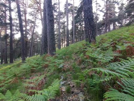 Baño de bosque en Gredos