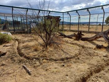 La Junta colocará sensores de fibra óptica para monitorizar a la fauna silvestre y mejorar la seguridad vial en el área de reintroducción del lince ibérico en el Cerrato palentino