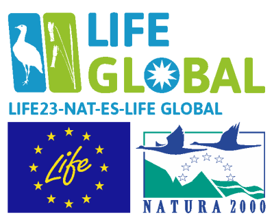 LIFE GLOBAL