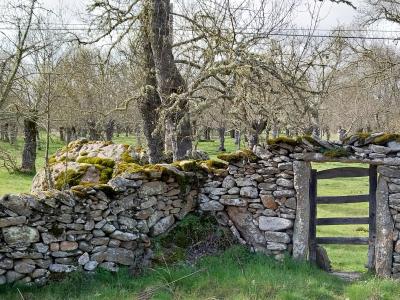 Explorando el bosque mediterráneo: La vida entre los árboles