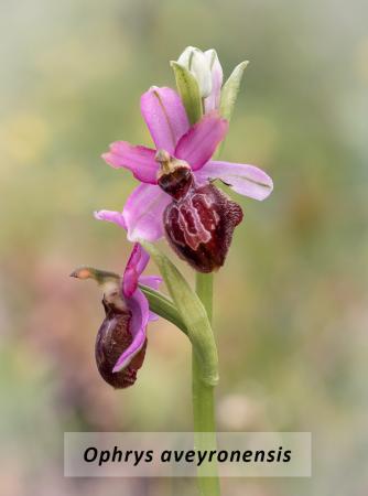 Jornada Conocimiento Orquídeas Silvestres Ojo Guaerña