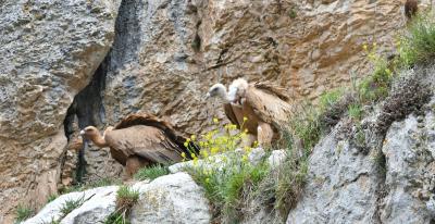 Taller de Aves del Cañón