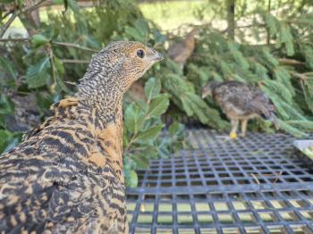 Éxito del programa de cría en cautividad del urogallo de la Junta de Castilla y León en Valsemana con la cría de 76 pollos de urogallo cantábrico en la temporada 2025