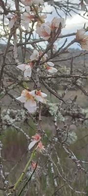 PASEO ENTRE ALMENDROS EN FLOR