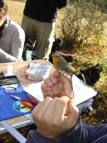 Anillamiento científico de aves en la Casa del Parque de El Sabinar
