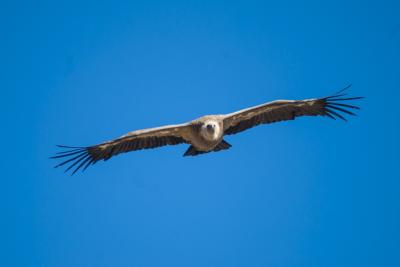 Día Mundial de las aves 