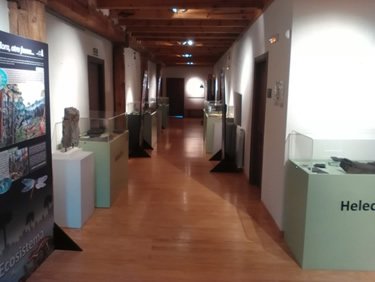 La Casa del Parque del Cañón del Río Lobos acoge la exposición “Fósiles vegetales del Carbonífero en Castilla y León”