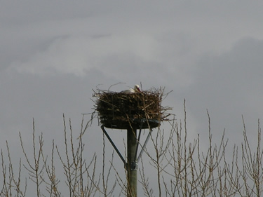 La Fundación desarrolla una técnica pionera para la reubicación de nidos de cigüeña sin daño para las aves