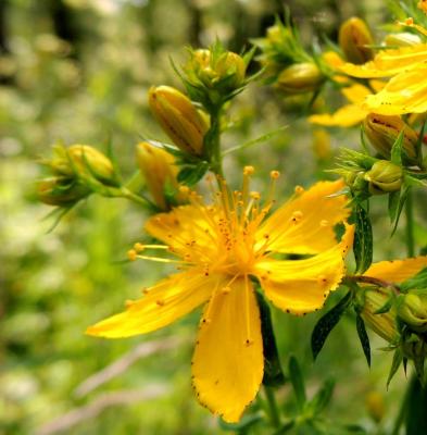 Arribes: una naturaleza saludable