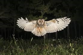 Un viaje al mundo de las aves