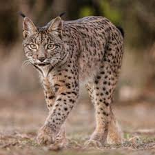Lince