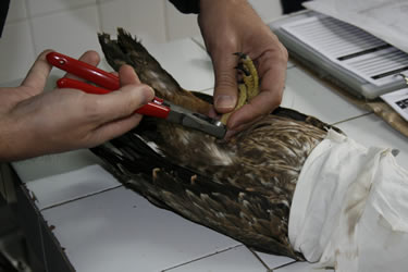 El Centro de Recuperación de Animales Silvestres de Valladolid liberó 440 ejemplares en 2010