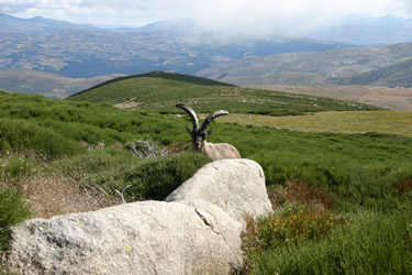 Sierra de Gredos. Cabra Montes Macho. (Fauna)  (Avila)