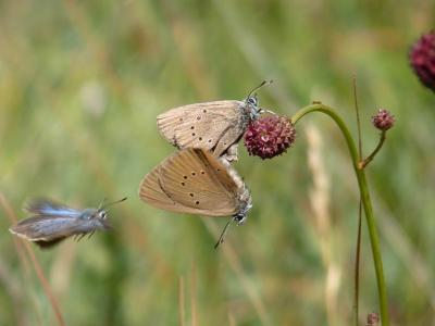 Voluntariado: Mejora del hábitat de la microrreserva de la mariposa hormiguera oscura